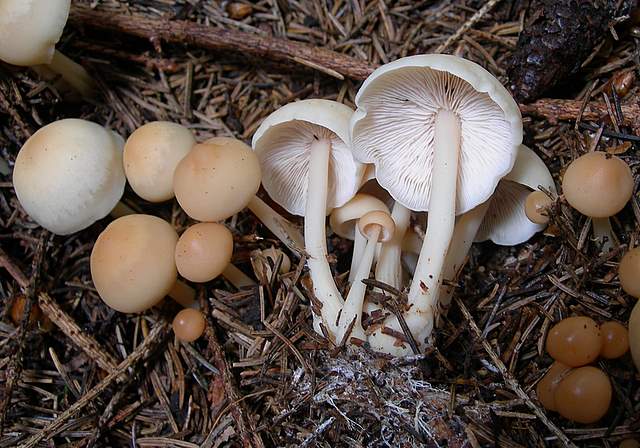 Alcune specie di fine primavera